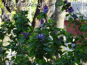 [P06] Liliacul s-a deschis în ciuda nopților friguroase.  » foto by tata123 🔱
 - 
<span class="allrVoted glyphicon glyphicon-heart hidden" id="av1155583"></span>
<a class="m-l-10 hidden" id="sv1155583" onclick="voting_Foto_DelVot(,1155583,8129)" role="button">șterge vot <span class="glyphicon glyphicon-remove"></span></a>
<a id="v91155583" class=" c-red"  onclick="voting_Foto_SetVot(1155583)" role="button"><span class="glyphicon glyphicon-heart-empty"></span> <b>LIKE</b> = Votează poza</a> <img class="hidden"  id="f1155583W9" src="/imagini/loader.gif" border="0" /><span class="AjErrMes hidden" id="e1155583ErM"></span>
