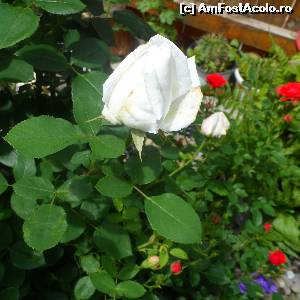 [P14]  -- <small>// FĂRĂ DESCRIERE</small> » foto by LidiaV
 - 
<span class="allrVoted glyphicon glyphicon-heart hidden" id="av556487"></span>
<a class="m-l-10 hidden" id="sv556487" onclick="voting_Foto_DelVot(,556487,8135)" role="button">șterge vot <span class="glyphicon glyphicon-remove"></span></a>
<a id="v9556487" class=" c-red"  onclick="voting_Foto_SetVot(556487)" role="button"><span class="glyphicon glyphicon-heart-empty"></span> <b>LIKE</b> = Votează poza</a> <img class="hidden"  id="f556487W9" src="/imagini/loader.gif" border="0" /><span class="AjErrMes hidden" id="e556487ErM"></span>