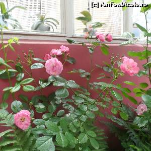 [P33]  -- <small>// FĂRĂ DESCRIERE</small> » foto by LidiaV
 - 
<span class="allrVoted glyphicon glyphicon-heart hidden" id="av556506"></span>
<a class="m-l-10 hidden" id="sv556506" onclick="voting_Foto_DelVot(,556506,8135)" role="button">șterge vot <span class="glyphicon glyphicon-remove"></span></a>
<a id="v9556506" class=" c-red"  onclick="voting_Foto_SetVot(556506)" role="button"><span class="glyphicon glyphicon-heart-empty"></span> <b>LIKE</b> = Votează poza</a> <img class="hidden"  id="f556506W9" src="/imagini/loader.gif" border="0" /><span class="AjErrMes hidden" id="e556506ErM"></span>