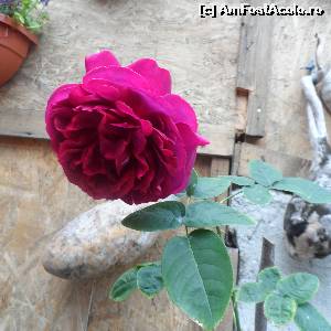 [P04]  -- <small>// FĂRĂ DESCRIERE</small> » foto by LidiaV
 - 
<span class="allrVoted glyphicon glyphicon-heart hidden" id="av556477"></span>
<a class="m-l-10 hidden" id="sv556477" onclick="voting_Foto_DelVot(,556477,8135)" role="button">șterge vot <span class="glyphicon glyphicon-remove"></span></a>
<a id="v9556477" class=" c-red"  onclick="voting_Foto_SetVot(556477)" role="button"><span class="glyphicon glyphicon-heart-empty"></span> <b>LIKE</b> = Votează poza</a> <img class="hidden"  id="f556477W9" src="/imagini/loader.gif" border="0" /><span class="AjErrMes hidden" id="e556477ErM"></span>