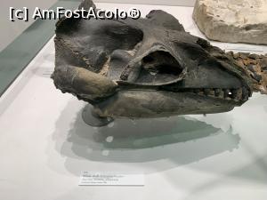 [P62] Craniu animal preistoric » foto by AZE
 - 
<span class="allrVoted glyphicon glyphicon-heart hidden" id="av1368026"></span>
<a class="m-l-10 hidden" id="sv1368026" onclick="voting_Foto_DelVot(,1368026,8157)" role="button">șterge vot <span class="glyphicon glyphicon-remove"></span></a>
<a id="v91368026" class=" c-red"  onclick="voting_Foto_SetVot(1368026)" role="button"><span class="glyphicon glyphicon-heart-empty"></span> <b>LIKE</b> = Votează poza</a> <img class="hidden"  id="f1368026W9" src="/imagini/loader.gif" border="0" /><span class="AjErrMes hidden" id="e1368026ErM"></span>