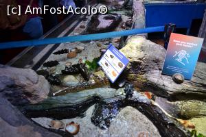 [P27] Sea Life Melbourne-rockpool » foto by AZE
 - 
<span class="allrVoted glyphicon glyphicon-heart hidden" id="av1368527"></span>
<a class="m-l-10 hidden" id="sv1368527" onclick="voting_Foto_DelVot(,1368527,8157)" role="button">șterge vot <span class="glyphicon glyphicon-remove"></span></a>
<a id="v91368527" class=" c-red"  onclick="voting_Foto_SetVot(1368527)" role="button"><span class="glyphicon glyphicon-heart-empty"></span> <b>LIKE</b> = Votează poza</a> <img class="hidden"  id="f1368527W9" src="/imagini/loader.gif" border="0" /><span class="AjErrMes hidden" id="e1368527ErM"></span>