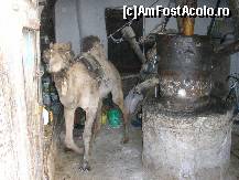 [P06] presa de ulei de masline, camila este acoperita la ochi s anu fuga » foto by alin73*
 - 
<span class="allrVoted glyphicon glyphicon-heart hidden" id="av172246"></span>
<a class="m-l-10 hidden" id="sv172246" onclick="voting_Foto_DelVot(,172246,8162)" role="button">șterge vot <span class="glyphicon glyphicon-remove"></span></a>
<a id="v9172246" class=" c-red"  onclick="voting_Foto_SetVot(172246)" role="button"><span class="glyphicon glyphicon-heart-empty"></span> <b>LIKE</b> = Votează poza</a> <img class="hidden"  id="f172246W9" src="/imagini/loader.gif" border="0" /><span class="AjErrMes hidden" id="e172246ErM"></span>