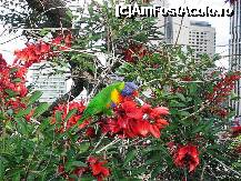 [P10] Rainbow Lorikeet la el acasă » foto by badge®
 - 
<span class="allrVoted glyphicon glyphicon-heart hidden" id="av172374"></span>
<a class="m-l-10 hidden" id="sv172374" onclick="voting_Foto_DelVot(,172374,8165)" role="button">șterge vot <span class="glyphicon glyphicon-remove"></span></a>
<a id="v9172374" class=" c-red"  onclick="voting_Foto_SetVot(172374)" role="button"><span class="glyphicon glyphicon-heart-empty"></span> <b>LIKE</b> = Votează poza</a> <img class="hidden"  id="f172374W9" src="/imagini/loader.gif" border="0" /><span class="AjErrMes hidden" id="e172374ErM"></span>