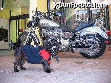 [P22] Back in Sydney. Căţelul rocker motorist. » foto by badge®
 - 
<span class="allrVoted glyphicon glyphicon-heart hidden" id="av172387"></span>
<a class="m-l-10 hidden" id="sv172387" onclick="voting_Foto_DelVot(,172387,8165)" role="button">șterge vot <span class="glyphicon glyphicon-remove"></span></a>
<a id="v9172387" class=" c-red"  onclick="voting_Foto_SetVot(172387)" role="button"><span class="glyphicon glyphicon-heart-empty"></span> <b>LIKE</b> = Votează poza</a> <img class="hidden"  id="f172387W9" src="/imagini/loader.gif" border="0" /><span class="AjErrMes hidden" id="e172387ErM"></span>