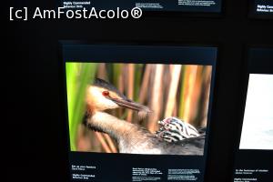 [P49] Muzeul național maritim-expoziție Wildlife Photographer of the Year » foto by AZE
 - 
<span class="allrVoted glyphicon glyphicon-heart hidden" id="av1384183"></span>
<a class="m-l-10 hidden" id="sv1384183" onclick="voting_Foto_DelVot(,1384183,8165)" role="button">șterge vot <span class="glyphicon glyphicon-remove"></span></a>
<a id="v91384183" class=" c-red"  onclick="voting_Foto_SetVot(1384183)" role="button"><span class="glyphicon glyphicon-heart-empty"></span> <b>LIKE</b> = Votează poza</a> <img class="hidden"  id="f1384183W9" src="/imagini/loader.gif" border="0" /><span class="AjErrMes hidden" id="e1384183ErM"></span>