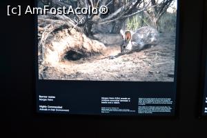 [P50] Muzeul național maritim-expoziție Wildlife Photographer of the Year » foto by AZE
 - 
<span class="allrVoted glyphicon glyphicon-heart hidden" id="av1384184"></span>
<a class="m-l-10 hidden" id="sv1384184" onclick="voting_Foto_DelVot(,1384184,8165)" role="button">șterge vot <span class="glyphicon glyphicon-remove"></span></a>
<a id="v91384184" class=" c-red"  onclick="voting_Foto_SetVot(1384184)" role="button"><span class="glyphicon glyphicon-heart-empty"></span> <b>LIKE</b> = Votează poza</a> <img class="hidden"  id="f1384184W9" src="/imagini/loader.gif" border="0" /><span class="AjErrMes hidden" id="e1384184ErM"></span>