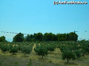 [P12] Culturi bogate de maslini, cot la cot cu padurile de conifere in frumoasa Evia » foto by ileanaxperta*
 - 
<span class="allrVoted glyphicon glyphicon-heart hidden" id="av537863"></span>
<a class="m-l-10 hidden" id="sv537863" onclick="voting_Foto_DelVot(,537863,8175)" role="button">șterge vot <span class="glyphicon glyphicon-remove"></span></a>
<a id="v9537863" class=" c-red"  onclick="voting_Foto_SetVot(537863)" role="button"><span class="glyphicon glyphicon-heart-empty"></span> <b>LIKE</b> = Votează poza</a> <img class="hidden"  id="f537863W9" src="/imagini/loader.gif" border="0" /><span class="AjErrMes hidden" id="e537863ErM"></span>