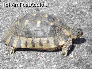 [P41] O broască ţestoasă a avut neinspirata idee de a ieşi în şosea » foto by irinad
 - 
<span class="allrVoted glyphicon glyphicon-heart hidden" id="av908945"></span>
<a class="m-l-10 hidden" id="sv908945" onclick="voting_Foto_DelVot(,908945,8175)" role="button">șterge vot <span class="glyphicon glyphicon-remove"></span></a>
<a id="v9908945" class=" c-red"  onclick="voting_Foto_SetVot(908945)" role="button"><span class="glyphicon glyphicon-heart-empty"></span> <b>LIKE</b> = Votează poza</a> <img class="hidden"  id="f908945W9" src="/imagini/loader.gif" border="0" /><span class="AjErrMes hidden" id="e908945ErM"></span>