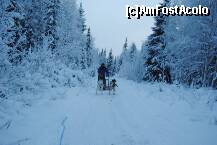 [P08] eram singur pe atelaj si m-am descurcat in mod onorabil pentru un incepator ! 10 km prin padure in conditiile in care ochii imi lacrimau si inghetau instantaneu » foto by viobank
 - 
<span class="allrVoted glyphicon glyphicon-heart hidden" id="av174347"></span>
<a class="m-l-10 hidden" id="sv174347" onclick="voting_Foto_DelVot(,174347,8191)" role="button">șterge vot <span class="glyphicon glyphicon-remove"></span></a>
<a id="v9174347" class=" c-red"  onclick="voting_Foto_SetVot(174347)" role="button"><span class="glyphicon glyphicon-heart-empty"></span> <b>LIKE</b> = Votează poza</a> <img class="hidden"  id="f174347W9" src="/imagini/loader.gif" border="0" /><span class="AjErrMes hidden" id="e174347ErM"></span>