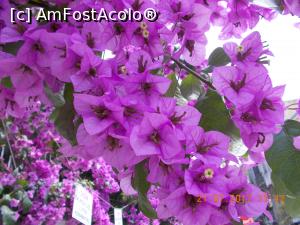 [P42] Floare de hârtie.  » foto by elviramvio
 - 
<span class="allrVoted glyphicon glyphicon-heart hidden" id="av884279"></span>
<a class="m-l-10 hidden" id="sv884279" onclick="voting_Foto_DelVot(,884279,8221)" role="button">șterge vot <span class="glyphicon glyphicon-remove"></span></a>
<a id="v9884279" class=" c-red"  onclick="voting_Foto_SetVot(884279)" role="button"><span class="glyphicon glyphicon-heart-empty"></span> <b>LIKE</b> = Votează poza</a> <img class="hidden"  id="f884279W9" src="/imagini/loader.gif" border="0" /><span class="AjErrMes hidden" id="e884279ErM"></span>