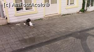 [P28] Buyukada. Bot-cioc, două pisici si un pescarus.  » foto by ovidiuyepi
 - 
<span class="allrVoted glyphicon glyphicon-heart hidden" id="av753132"></span>
<a class="m-l-10 hidden" id="sv753132" onclick="voting_Foto_DelVot(,753132,8221)" role="button">șterge vot <span class="glyphicon glyphicon-remove"></span></a>
<a id="v9753132" class=" c-red"  onclick="voting_Foto_SetVot(753132)" role="button"><span class="glyphicon glyphicon-heart-empty"></span> <b>LIKE</b> = Votează poza</a> <img class="hidden"  id="f753132W9" src="/imagini/loader.gif" border="0" /><span class="AjErrMes hidden" id="e753132ErM"></span>