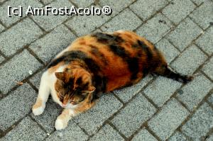 [P10] Buyukada- Pisica toropita de marile temperaturi » foto by alina1104
 - 
<span class="allrVoted glyphicon glyphicon-heart hidden" id="av717528"></span>
<a class="m-l-10 hidden" id="sv717528" onclick="voting_Foto_DelVot(,717528,8221)" role="button">șterge vot <span class="glyphicon glyphicon-remove"></span></a>
<a id="v9717528" class=" c-red"  onclick="voting_Foto_SetVot(717528)" role="button"><span class="glyphicon glyphicon-heart-empty"></span> <b>LIKE</b> = Votează poza</a> <img class="hidden"  id="f717528W9" src="/imagini/loader.gif" border="0" /><span class="AjErrMes hidden" id="e717528ErM"></span>