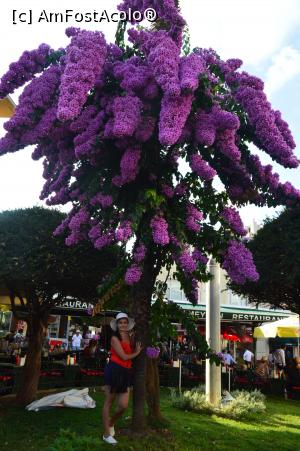 [P11] Buyukada- La umbra uriasului ' liliachiu' » foto by alina1104
 - 
<span class="allrVoted glyphicon glyphicon-heart hidden" id="av717529"></span>
<a class="m-l-10 hidden" id="sv717529" onclick="voting_Foto_DelVot(,717529,8221)" role="button">șterge vot <span class="glyphicon glyphicon-remove"></span></a>
<a id="v9717529" class=" c-red"  onclick="voting_Foto_SetVot(717529)" role="button"><span class="glyphicon glyphicon-heart-empty"></span> <b>LIKE</b> = Votează poza</a> <img class="hidden"  id="f717529W9" src="/imagini/loader.gif" border="0" /><span class="AjErrMes hidden" id="e717529ErM"></span>