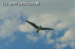 [P13] To Buyukada - Because this is freedom :D » foto by alina1104
 - 
<span class="allrVoted glyphicon glyphicon-heart hidden" id="av717531"></span>
<a class="m-l-10 hidden" id="sv717531" onclick="voting_Foto_DelVot(,717531,8221)" role="button">șterge vot <span class="glyphicon glyphicon-remove"></span></a>
<a id="v9717531" class=" c-red"  onclick="voting_Foto_SetVot(717531)" role="button"><span class="glyphicon glyphicon-heart-empty"></span> <b>LIKE</b> = Votează poza</a> <img class="hidden"  id="f717531W9" src="/imagini/loader.gif" border="0" /><span class="AjErrMes hidden" id="e717531ErM"></span>