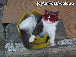 [P27] O vedetă locală. Să ştiţi că era cât se poate de vie » foto by irinad
 - 
<span class="allrVoted glyphicon glyphicon-heart hidden" id="av694095"></span>
<a class="m-l-10 hidden" id="sv694095" onclick="voting_Foto_DelVot(,694095,8221)" role="button">șterge vot <span class="glyphicon glyphicon-remove"></span></a>
<a id="v9694095" class=" c-red"  onclick="voting_Foto_SetVot(694095)" role="button"><span class="glyphicon glyphicon-heart-empty"></span> <b>LIKE</b> = Votează poza</a> <img class="hidden"  id="f694095W9" src="/imagini/loader.gif" border="0" /><span class="AjErrMes hidden" id="e694095ErM"></span>