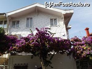 [P39] Vilă cu bougainvillea aproape trecută » foto by irinad
 - 
<span class="allrVoted glyphicon glyphicon-heart hidden" id="av694107"></span>
<a class="m-l-10 hidden" id="sv694107" onclick="voting_Foto_DelVot(,694107,8221)" role="button">șterge vot <span class="glyphicon glyphicon-remove"></span></a>
<a id="v9694107" class=" c-red"  onclick="voting_Foto_SetVot(694107)" role="button"><span class="glyphicon glyphicon-heart-empty"></span> <b>LIKE</b> = Votează poza</a> <img class="hidden"  id="f694107W9" src="/imagini/loader.gif" border="0" /><span class="AjErrMes hidden" id="e694107ErM"></span>