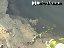 [P17] In apa fantanitei se balaceau si cativa broscoi » foto by dananecula*
 - 
<span class="allrVoted glyphicon glyphicon-heart hidden" id="av240736"></span>
<a class="m-l-10 hidden" id="sv240736" onclick="voting_Foto_DelVot(,240736,8229)" role="button">șterge vot <span class="glyphicon glyphicon-remove"></span></a>
<a id="v9240736" class=" c-red"  onclick="voting_Foto_SetVot(240736)" role="button"><span class="glyphicon glyphicon-heart-empty"></span> <b>LIKE</b> = Votează poza</a> <img class="hidden"  id="f240736W9" src="/imagini/loader.gif" border="0" /><span class="AjErrMes hidden" id="e240736ErM"></span>