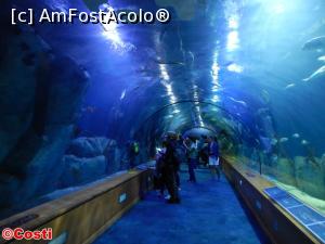 [P15] Superbul tunel de la Oceanogràfic.  » foto by Costi
 - 
<span class="allrVoted glyphicon glyphicon-heart hidden" id="av927275"></span>
<a class="m-l-10 hidden" id="sv927275" onclick="voting_Foto_DelVot(,927275,8268)" role="button">șterge vot <span class="glyphicon glyphicon-remove"></span></a>
<a id="v9927275" class=" c-red"  onclick="voting_Foto_SetVot(927275)" role="button"><span class="glyphicon glyphicon-heart-empty"></span> <b>LIKE</b> = Votează poza</a> <img class="hidden"  id="f927275W9" src="/imagini/loader.gif" border="0" /><span class="AjErrMes hidden" id="e927275ErM"></span>