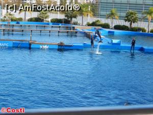 [P16] Oceanogràfic are și un delfinariu, unde, la ore fixe, au loc spectacole cu delfini.  » foto by Costi
 - 
<span class="allrVoted glyphicon glyphicon-heart hidden" id="av927277"></span>
<a class="m-l-10 hidden" id="sv927277" onclick="voting_Foto_DelVot(,927277,8268)" role="button">șterge vot <span class="glyphicon glyphicon-remove"></span></a>
<a id="v9927277" class=" c-red"  onclick="voting_Foto_SetVot(927277)" role="button"><span class="glyphicon glyphicon-heart-empty"></span> <b>LIKE</b> = Votează poza</a> <img class="hidden"  id="f927277W9" src="/imagini/loader.gif" border="0" /><span class="AjErrMes hidden" id="e927277ErM"></span>