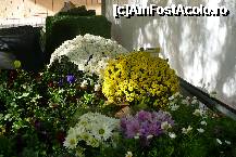 [P03] Aici e nevoie de un horticultor ca sa-mi spuna ceea ce vad » foto by dorgo
 - 
<span class="allrVoted glyphicon glyphicon-heart hidden" id="av223013"></span>
<a class="m-l-10 hidden" id="sv223013" onclick="voting_Foto_DelVot(,223013,8268)" role="button">șterge vot <span class="glyphicon glyphicon-remove"></span></a>
<a id="v9223013" class=" c-red"  onclick="voting_Foto_SetVot(223013)" role="button"><span class="glyphicon glyphicon-heart-empty"></span> <b>LIKE</b> = Votează poza</a> <img class="hidden"  id="f223013W9" src="/imagini/loader.gif" border="0" /><span class="AjErrMes hidden" id="e223013ErM"></span>