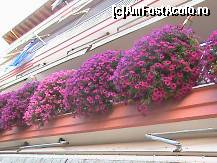 [P15] Ghivecele cu flori din fata hotelului » foto by D@vid
 - 
<span class="allrVoted glyphicon glyphicon-heart hidden" id="av87283"></span>
<a class="m-l-10 hidden" id="sv87283" onclick="voting_Foto_DelVot(,87283,8273)" role="button">șterge vot <span class="glyphicon glyphicon-remove"></span></a>
<a id="v987283" class=" c-red"  onclick="voting_Foto_SetVot(87283)" role="button"><span class="glyphicon glyphicon-heart-empty"></span> <b>LIKE</b> = Votează poza</a> <img class="hidden"  id="f87283W9" src="/imagini/loader.gif" border="0" /><span class="AjErrMes hidden" id="e87283ErM"></span>