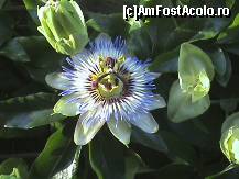 [P09] Un alt model de floare din statiune » foto by D@vid
 - 
<span class="allrVoted glyphicon glyphicon-heart hidden" id="av87272"></span>
<a class="m-l-10 hidden" id="sv87272" onclick="voting_Foto_DelVot(,87272,8273)" role="button">șterge vot <span class="glyphicon glyphicon-remove"></span></a>
<a id="v987272" class=" c-red"  onclick="voting_Foto_SetVot(87272)" role="button"><span class="glyphicon glyphicon-heart-empty"></span> <b>LIKE</b> = Votează poza</a> <img class="hidden"  id="f87272W9" src="/imagini/loader.gif" border="0" /><span class="AjErrMes hidden" id="e87272ErM"></span>