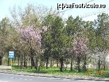 [P04] Giurgiu - Primăvara în oraşul de la Dunăre.  » foto by iulianic
 - 
<span class="allrVoted glyphicon glyphicon-heart hidden" id="av413216"></span>
<a class="m-l-10 hidden" id="sv413216" onclick="voting_Foto_DelVot(,413216,8317)" role="button">șterge vot <span class="glyphicon glyphicon-remove"></span></a>
<a id="v9413216" class=" c-red"  onclick="voting_Foto_SetVot(413216)" role="button"><span class="glyphicon glyphicon-heart-empty"></span> <b>LIKE</b> = Votează poza</a> <img class="hidden"  id="f413216W9" src="/imagini/loader.gif" border="0" /><span class="AjErrMes hidden" id="e413216ErM"></span>