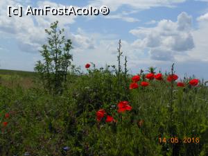 [P02] La Giurgiu - Maci purpurii la marginea Șoselei București-Giurgiu.  » foto by iulianic
 - 
<span class="allrVoted glyphicon glyphicon-heart hidden" id="av739292"></span>
<a class="m-l-10 hidden" id="sv739292" onclick="voting_Foto_DelVot(,739292,8317)" role="button">șterge vot <span class="glyphicon glyphicon-remove"></span></a>
<a id="v9739292" class=" c-red"  onclick="voting_Foto_SetVot(739292)" role="button"><span class="glyphicon glyphicon-heart-empty"></span> <b>LIKE</b> = Votează poza</a> <img class="hidden"  id="f739292W9" src="/imagini/loader.gif" border="0" /><span class="AjErrMes hidden" id="e739292ErM"></span>