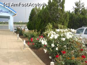[P23] La Giurgiu - În port sunt mulți trandafiri.  » foto by iulianic
 - 
<span class="allrVoted glyphicon glyphicon-heart hidden" id="av739313"></span>
<a class="m-l-10 hidden" id="sv739313" onclick="voting_Foto_DelVot(,739313,8317)" role="button">șterge vot <span class="glyphicon glyphicon-remove"></span></a>
<a id="v9739313" class=" c-red"  onclick="voting_Foto_SetVot(739313)" role="button"><span class="glyphicon glyphicon-heart-empty"></span> <b>LIKE</b> = Votează poza</a> <img class="hidden"  id="f739313W9" src="/imagini/loader.gif" border="0" /><span class="AjErrMes hidden" id="e739313ErM"></span>