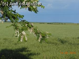 [P03] La Giurgiu - Pe marginea Șoselei București-Giurgiu au înflorit salcâmii.  » foto by iulianic
 - 
<span class="allrVoted glyphicon glyphicon-heart hidden" id="av739293"></span>
<a class="m-l-10 hidden" id="sv739293" onclick="voting_Foto_DelVot(,739293,8317)" role="button">șterge vot <span class="glyphicon glyphicon-remove"></span></a>
<a id="v9739293" class=" c-red"  onclick="voting_Foto_SetVot(739293)" role="button"><span class="glyphicon glyphicon-heart-empty"></span> <b>LIKE</b> = Votează poza</a> <img class="hidden"  id="f739293W9" src="/imagini/loader.gif" border="0" /><span class="AjErrMes hidden" id="e739293ErM"></span>