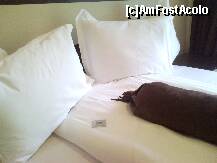 [P08] Hotel La unchiul Niky - camera cu patul imens » foto by kmy
 - 
<span class="allrVoted glyphicon glyphicon-heart hidden" id="av179073"></span>
<a class="m-l-10 hidden" id="sv179073" onclick="voting_Foto_DelVot(,179073,8322)" role="button">șterge vot <span class="glyphicon glyphicon-remove"></span></a>
<a id="v9179073" class=" c-red"  onclick="voting_Foto_SetVot(179073)" role="button"><span class="glyphicon glyphicon-heart-empty"></span> <b>LIKE</b> = Votează poza</a> <img class="hidden"  id="f179073W9" src="/imagini/loader.gif" border="0" /><span class="AjErrMes hidden" id="e179073ErM"></span>