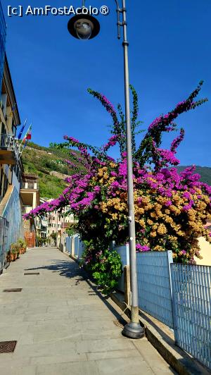 [P20] Superbă Boungainvillea - Riomaggiore » foto by k-lator
 - 
<span class="allrVoted glyphicon glyphicon-heart hidden" id="av1395386"></span>
<a class="m-l-10 hidden" id="sv1395386" onclick="voting_Foto_DelVot(,1395386,8341)" role="button">șterge vot <span class="glyphicon glyphicon-remove"></span></a>
<a id="v91395386" class=" c-red"  onclick="voting_Foto_SetVot(1395386)" role="button"><span class="glyphicon glyphicon-heart-empty"></span> <b>LIKE</b> = Votează poza</a> <img class="hidden"  id="f1395386W9" src="/imagini/loader.gif" border="0" /><span class="AjErrMes hidden" id="e1395386ErM"></span>