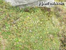 [P13] Prin iarba rezervatiei,apar si o multime de plante pitice de culoare roz » foto by dorgo
 - 
<span class="allrVoted glyphicon glyphicon-heart hidden" id="av181900"></span>
<a class="m-l-10 hidden" id="sv181900" onclick="voting_Foto_DelVot(,181900,8419)" role="button">șterge vot <span class="glyphicon glyphicon-remove"></span></a>
<a id="v9181900" class=" c-red"  onclick="voting_Foto_SetVot(181900)" role="button"><span class="glyphicon glyphicon-heart-empty"></span> <b>LIKE</b> = Votează poza</a> <img class="hidden"  id="f181900W9" src="/imagini/loader.gif" border="0" /><span class="AjErrMes hidden" id="e181900ErM"></span>