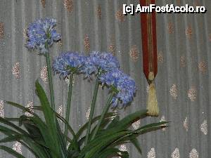 [P02] flori naturale in holul de la parter » foto by A.E.N
 - 
<span class="allrVoted glyphicon glyphicon-heart hidden" id="av512548"></span>
<a class="m-l-10 hidden" id="sv512548" onclick="voting_Foto_DelVot(,512548,8444)" role="button">șterge vot <span class="glyphicon glyphicon-remove"></span></a>
<a id="v9512548" class=" c-red"  onclick="voting_Foto_SetVot(512548)" role="button"><span class="glyphicon glyphicon-heart-empty"></span> <b>LIKE</b> = Votează poza</a> <img class="hidden"  id="f512548W9" src="/imagini/loader.gif" border="0" /><span class="AjErrMes hidden" id="e512548ErM"></span>