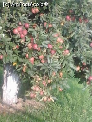 [P03] ROD BOGAT » foto by Vasilica Mihacea
 - 
<span class="allrVoted glyphicon glyphicon-heart hidden" id="av1004301"></span>
<a class="m-l-10 hidden" id="sv1004301" onclick="voting_Foto_DelVot(,1004301,8472)" role="button">șterge vot <span class="glyphicon glyphicon-remove"></span></a>
<a id="v91004301" class=" c-red"  onclick="voting_Foto_SetVot(1004301)" role="button"><span class="glyphicon glyphicon-heart-empty"></span> <b>LIKE</b> = Votează poza</a> <img class="hidden"  id="f1004301W9" src="/imagini/loader.gif" border="0" /><span class="AjErrMes hidden" id="e1004301ErM"></span>