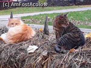 [P13] Muzeul Satului Bucuresti.Pisica aristocrata si amicul ei tarcat. » foto by Floria
 - 
<span class="allrVoted glyphicon glyphicon-heart hidden" id="av1218580"></span>
<a class="m-l-10 hidden" id="sv1218580" onclick="voting_Foto_DelVot(,1218580,8488)" role="button">șterge vot <span class="glyphicon glyphicon-remove"></span></a>
<a id="v91218580" class=" c-red"  onclick="voting_Foto_SetVot(1218580)" role="button"><span class="glyphicon glyphicon-heart-empty"></span> <b>LIKE</b> = Votează poza</a> <img class="hidden"  id="f1218580W9" src="/imagini/loader.gif" border="0" /><span class="AjErrMes hidden" id="e1218580ErM"></span>