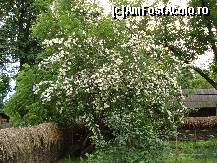 [P37] Bucuresti - Muzeul satului - iasomie inflorita in gradina gospodariei din Dumitra, jud.Alba » foto by Diaura*
 - 
<span class="allrVoted glyphicon glyphicon-heart hidden" id="av321801"></span>
<a class="m-l-10 hidden" id="sv321801" onclick="voting_Foto_DelVot(,321801,8488)" role="button">șterge vot <span class="glyphicon glyphicon-remove"></span></a>
<a id="v9321801" class=" c-red"  onclick="voting_Foto_SetVot(321801)" role="button"><span class="glyphicon glyphicon-heart-empty"></span> <b>LIKE</b> = Votează poza</a> <img class="hidden"  id="f321801W9" src="/imagini/loader.gif" border="0" /><span class="AjErrMes hidden" id="e321801ErM"></span>