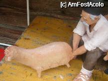 [P20] Targul Olarilor, editia a II-a, la Muzeul Satului 'Dimitrie Gusti' din Bucuresti - fara comentarii!!! » foto by magdalena
 - 
<span class="allrVoted glyphicon glyphicon-heart hidden" id="av73538"></span>
<a class="m-l-10 hidden" id="sv73538" onclick="voting_Foto_DelVot(,73538,8488)" role="button">șterge vot <span class="glyphicon glyphicon-remove"></span></a>
<a id="v973538" class=" c-red"  onclick="voting_Foto_SetVot(73538)" role="button"><span class="glyphicon glyphicon-heart-empty"></span> <b>LIKE</b> = Votează poza</a> <img class="hidden"  id="f73538W9" src="/imagini/loader.gif" border="0" /><span class="AjErrMes hidden" id="e73538ErM"></span>