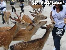 [P17] S-o negresa vesela ce hraneste caprioarele chiar cu mancarea lor preferata » foto by dananecula*
 - 
<span class="allrVoted glyphicon glyphicon-heart hidden" id="av186352"></span>
<a class="m-l-10 hidden" id="sv186352" onclick="voting_Foto_DelVot(,186352,8565)" role="button">șterge vot <span class="glyphicon glyphicon-remove"></span></a>
<a id="v9186352" class=" c-red"  onclick="voting_Foto_SetVot(186352)" role="button"><span class="glyphicon glyphicon-heart-empty"></span> <b>LIKE</b> = Votează poza</a> <img class="hidden"  id="f186352W9" src="/imagini/loader.gif" border="0" /><span class="AjErrMes hidden" id="e186352ErM"></span>