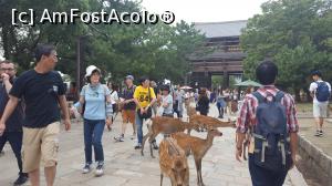 [P05] În drum spre Todaiji » foto by Tesaria
 - 
<span class="allrVoted glyphicon glyphicon-heart hidden" id="av956007"></span>
<a class="m-l-10 hidden" id="sv956007" onclick="voting_Foto_DelVot(,956007,8565)" role="button">șterge vot <span class="glyphicon glyphicon-remove"></span></a>
<a id="v9956007" class=" c-red"  onclick="voting_Foto_SetVot(956007)" role="button"><span class="glyphicon glyphicon-heart-empty"></span> <b>LIKE</b> = Votează poza</a> <img class="hidden"  id="f956007W9" src="/imagini/loader.gif" border="0" /><span class="AjErrMes hidden" id="e956007ErM"></span>