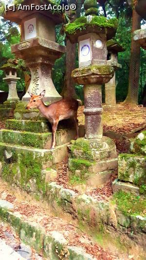 [P03] Felinare acoperite de mușchi și atingeri de căprioare.  » foto by Tesaria
 - 
<span class="allrVoted glyphicon glyphicon-heart hidden" id="av956524"></span>
<a class="m-l-10 hidden" id="sv956524" onclick="voting_Foto_DelVot(,956524,8565)" role="button">șterge vot <span class="glyphicon glyphicon-remove"></span></a>
<a id="v9956524" class=" c-red"  onclick="voting_Foto_SetVot(956524)" role="button"><span class="glyphicon glyphicon-heart-empty"></span> <b>LIKE</b> = Votează poza</a> <img class="hidden"  id="f956524W9" src="/imagini/loader.gif" border="0" /><span class="AjErrMes hidden" id="e956524ErM"></span>