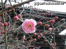 [P13] Pom in floare la Templul Nishi Hangan-ji » foto by TraianS
 - 
<span class="allrVoted glyphicon glyphicon-heart hidden" id="av410875"></span>
<a class="m-l-10 hidden" id="sv410875" onclick="voting_Foto_DelVot(,410875,8571)" role="button">șterge vot <span class="glyphicon glyphicon-remove"></span></a>
<a id="v9410875" class=" c-red"  onclick="voting_Foto_SetVot(410875)" role="button"><span class="glyphicon glyphicon-heart-empty"></span> <b>LIKE</b> = Votează poza</a> <img class="hidden"  id="f410875W9" src="/imagini/loader.gif" border="0" /><span class="AjErrMes hidden" id="e410875ErM"></span>