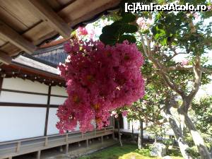 [P49] Kyoto, Templul Nanzenji, flori » foto by mprofeanu
 - 
<span class="allrVoted glyphicon glyphicon-heart hidden" id="av705398"></span>
<a class="m-l-10 hidden" id="sv705398" onclick="voting_Foto_DelVot(,705398,8571)" role="button">șterge vot <span class="glyphicon glyphicon-remove"></span></a>
<a id="v9705398" class=" c-red"  onclick="voting_Foto_SetVot(705398)" role="button"><span class="glyphicon glyphicon-heart-empty"></span> <b>LIKE</b> = Votează poza</a> <img class="hidden"  id="f705398W9" src="/imagini/loader.gif" border="0" /><span class="AjErrMes hidden" id="e705398ErM"></span>