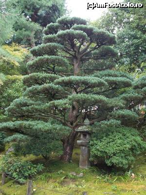 [P74] Kyoto, Grădina Yuzenen, detaliu » foto by mprofeanu
 - 
<span class="allrVoted glyphicon glyphicon-heart hidden" id="av705423"></span>
<a class="m-l-10 hidden" id="sv705423" onclick="voting_Foto_DelVot(,705423,8571)" role="button">șterge vot <span class="glyphicon glyphicon-remove"></span></a>
<a id="v9705423" class=" c-red"  onclick="voting_Foto_SetVot(705423)" role="button"><span class="glyphicon glyphicon-heart-empty"></span> <b>LIKE</b> = Votează poza</a> <img class="hidden"  id="f705423W9" src="/imagini/loader.gif" border="0" /><span class="AjErrMes hidden" id="e705423ErM"></span>