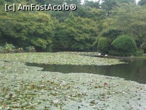 [P32] Kyoto, Templul Ryoanji, nuferi și insule pe Lacul Kyoyochi-Ike » foto by mprofeanu
 - 
<span class="allrVoted glyphicon glyphicon-heart hidden" id="av709922"></span>
<a class="m-l-10 hidden" id="sv709922" onclick="voting_Foto_DelVot(,709922,8571)" role="button">șterge vot <span class="glyphicon glyphicon-remove"></span></a>
<a id="v9709922" class=" c-red"  onclick="voting_Foto_SetVot(709922)" role="button"><span class="glyphicon glyphicon-heart-empty"></span> <b>LIKE</b> = Votează poza</a> <img class="hidden"  id="f709922W9" src="/imagini/loader.gif" border="0" /><span class="AjErrMes hidden" id="e709922ErM"></span>