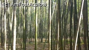 [P09] Arashiyama » foto by Tesaria
 - 
<span class="allrVoted glyphicon glyphicon-heart hidden" id="av956391"></span>
<a class="m-l-10 hidden" id="sv956391" onclick="voting_Foto_DelVot(,956391,8571)" role="button">șterge vot <span class="glyphicon glyphicon-remove"></span></a>
<a id="v9956391" class=" c-red"  onclick="voting_Foto_SetVot(956391)" role="button"><span class="glyphicon glyphicon-heart-empty"></span> <b>LIKE</b> = Votează poza</a> <img class="hidden"  id="f956391W9" src="/imagini/loader.gif" border="0" /><span class="AjErrMes hidden" id="e956391ErM"></span>