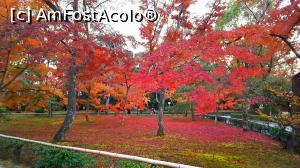 [P05] Momiji în flăcări » foto by Tesaria
 - 
<span class="allrVoted glyphicon glyphicon-heart hidden" id="av973310"></span>
<a class="m-l-10 hidden" id="sv973310" onclick="voting_Foto_DelVot(,973310,8571)" role="button">șterge vot <span class="glyphicon glyphicon-remove"></span></a>
<a id="v9973310" class=" c-red"  onclick="voting_Foto_SetVot(973310)" role="button"><span class="glyphicon glyphicon-heart-empty"></span> <b>LIKE</b> = Votează poza</a> <img class="hidden"  id="f973310W9" src="/imagini/loader.gif" border="0" /><span class="AjErrMes hidden" id="e973310ErM"></span>