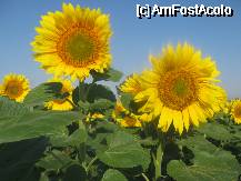 [P01] In Dobrogea, in fiecare dimineata, 'floarea soarelui' priveste spre bulgari... » foto by dorgo
 - 
<span class="allrVoted glyphicon glyphicon-heart hidden" id="av331722"></span>
<a class="m-l-10 hidden" id="sv331722" onclick="voting_Foto_DelVot(,331722,8580)" role="button">șterge vot <span class="glyphicon glyphicon-remove"></span></a>
<a id="v9331722" class=" c-red"  onclick="voting_Foto_SetVot(331722)" role="button"><span class="glyphicon glyphicon-heart-empty"></span> <b>LIKE</b> = Votează poza</a> <img class="hidden"  id="f331722W9" src="/imagini/loader.gif" border="0" /><span class="AjErrMes hidden" id="e331722ErM"></span>
