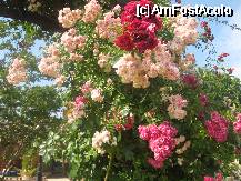 [P20] Flori, flori... » foto by dorgo
 - 
<span class="allrVoted glyphicon glyphicon-heart hidden" id="av332043"></span>
<a class="m-l-10 hidden" id="sv332043" onclick="voting_Foto_DelVot(,332043,8580)" role="button">șterge vot <span class="glyphicon glyphicon-remove"></span></a>
<a id="v9332043" class=" c-red"  onclick="voting_Foto_SetVot(332043)" role="button"><span class="glyphicon glyphicon-heart-empty"></span> <b>LIKE</b> = Votează poza</a> <img class="hidden"  id="f332043W9" src="/imagini/loader.gif" border="0" /><span class="AjErrMes hidden" id="e332043ErM"></span>